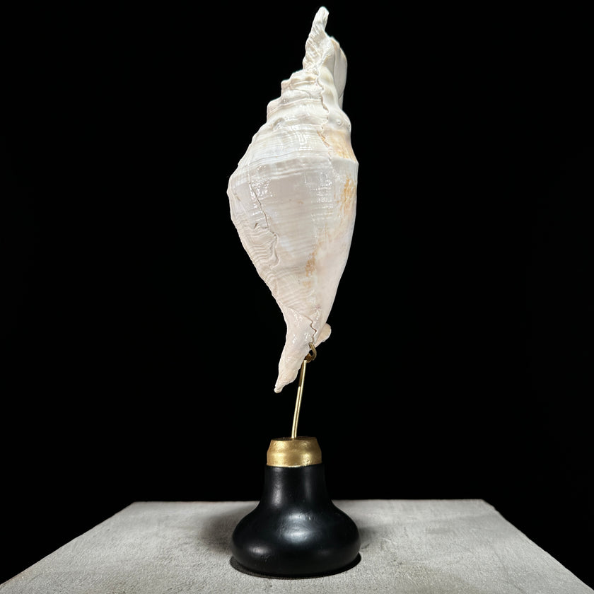 Spider Conch Shell on Stand -Z2/365