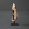 Polished Petrified Wood Freeform on a custom stand PetW/103