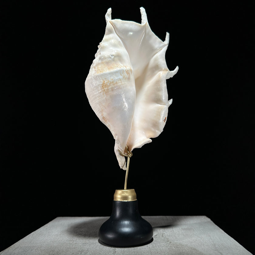 Spider Conch Shell on Stand -Z2/365