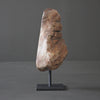 Polished Petrified Wood Freeform on a custom stand PetW/103