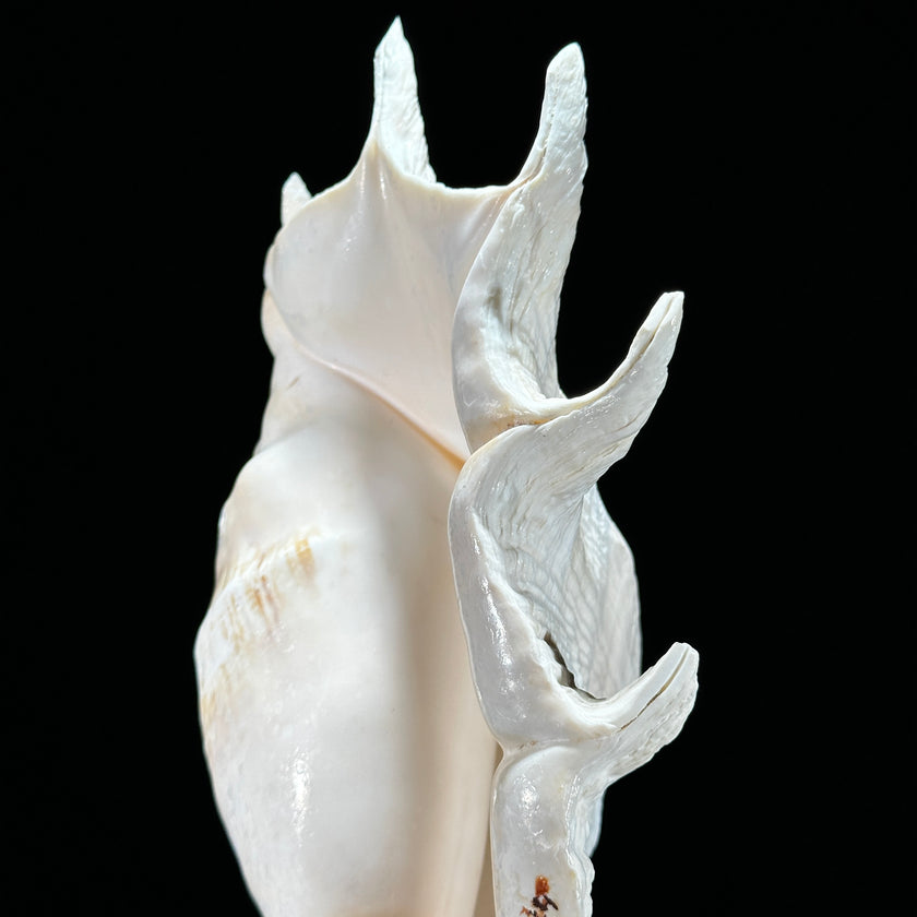 Spider Conch Shell on Stand -Z2/365