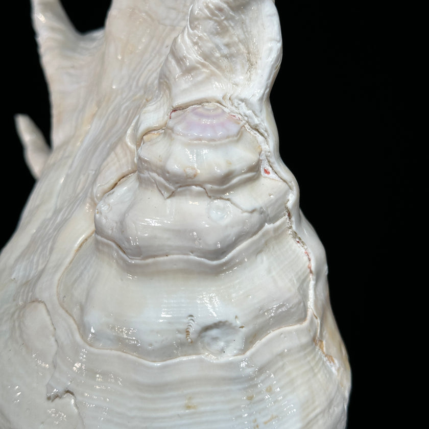 Spider Conch Shell on Stand -Z2/365