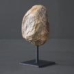 Polished Petrified Wood Freeform on a custom stand PetW/112