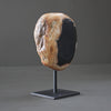 Polished Petrified Wood Freeform on a custom stand PetW/112