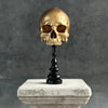 Human Skull No Jaw Gold  - RS030