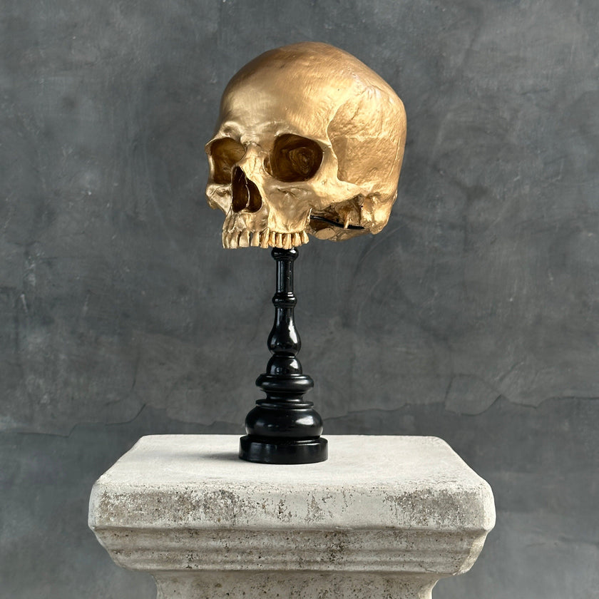 Human Skull No Jaw Gold  - RS030