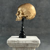 Human Skull No Jaw Gold  - RS030