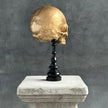 Human Skull No Jaw Gold  - RS030