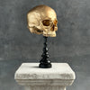 Human Skull No Jaw Gold  - RS030