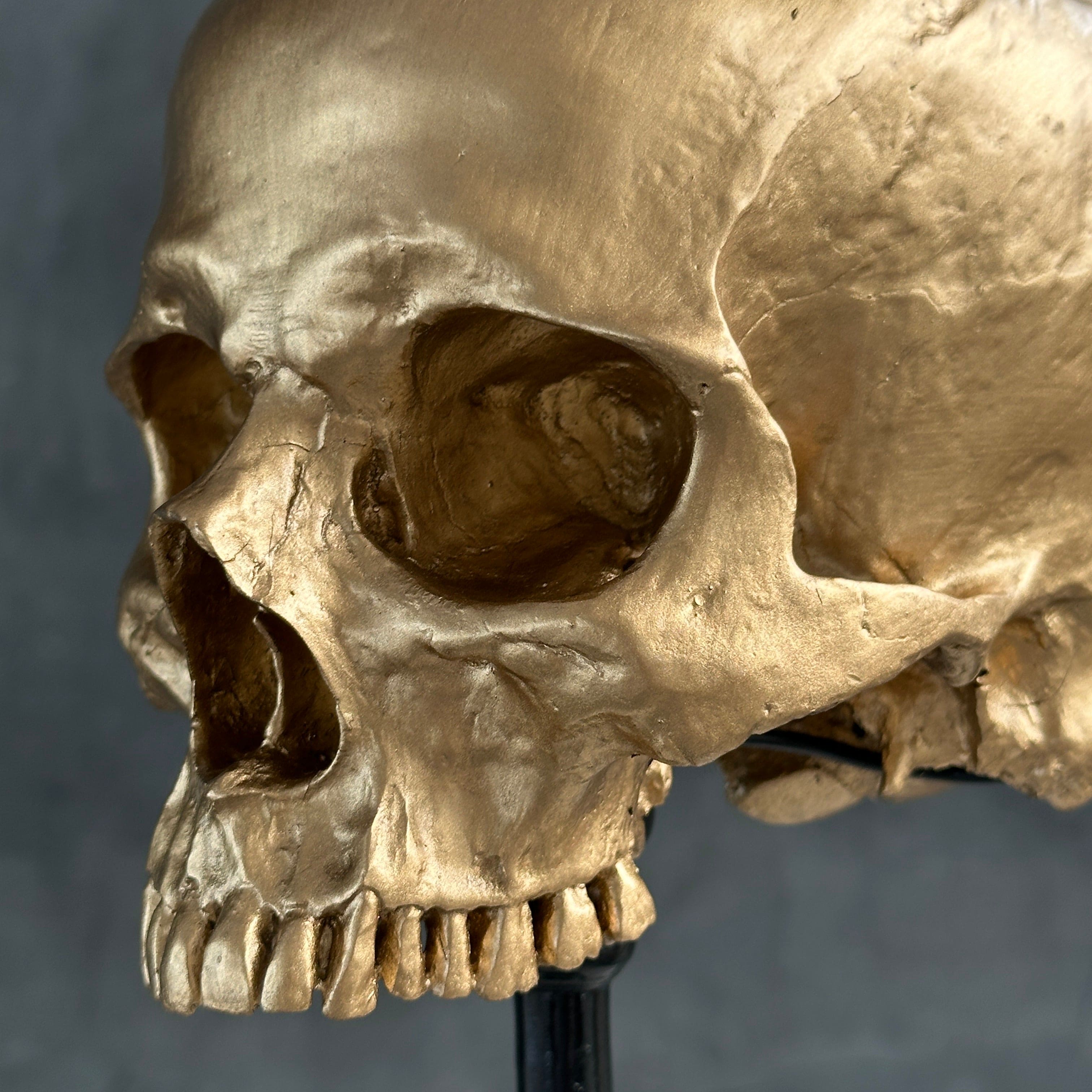 Human Skull No Jaw Gold  - RS030