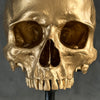 Human Skull No Jaw Gold  - RS030