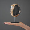 Polished Petrified Wood Freeform on a custom stand PetW/112