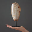 Polished Petrified Wood Freeform on a custom stand PetW/105