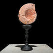 Ammonite on stand -X2/369