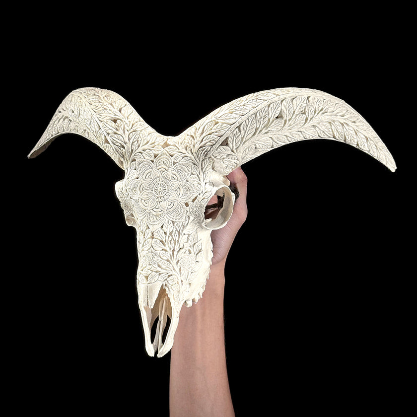 White Ram Skull Carved Horns with Flower Mandala motif on stand - Skull,A/165
