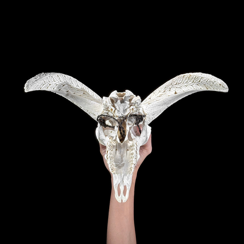 White Ram Skull Carved Horns with Flower Mandala motif on stand - Skull,A/165