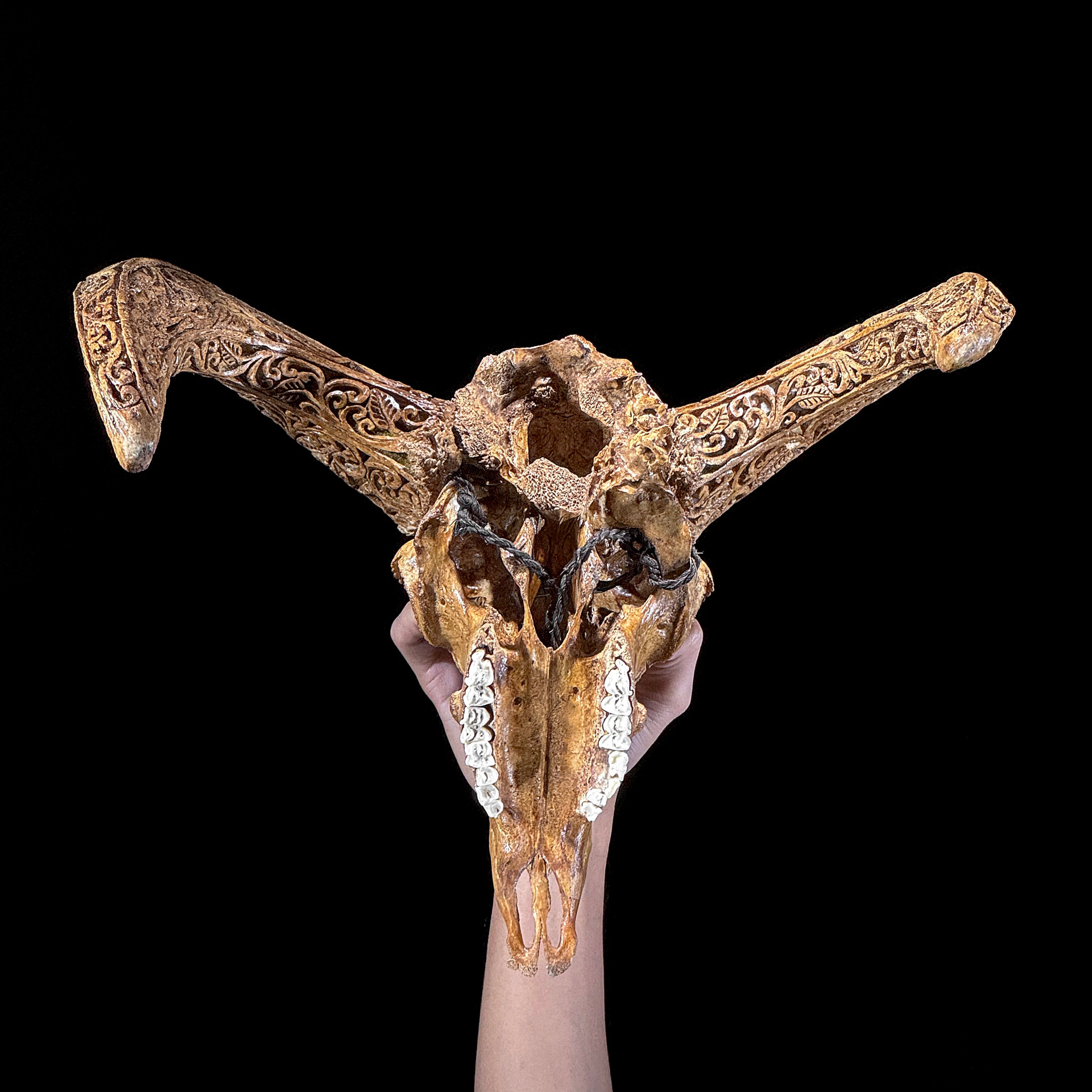 Brown Ram Skull Carved Horns with Star Mandala motif on stand - Skull,A/166