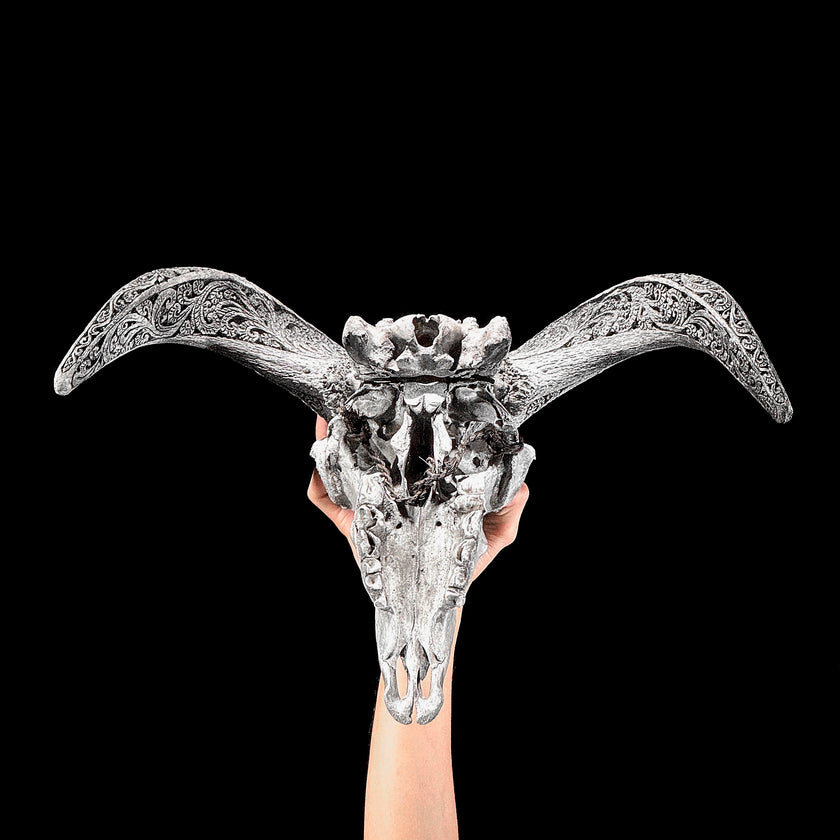 Grey Ram Skull Carved Horns with Infinity motif on stand - Skull,A/164