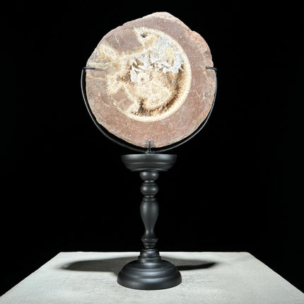 Ammonite on stand -Z2/371