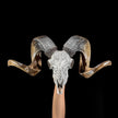 Carved Ram Skull with Flower Of life motif on stand - Skull,A/158
