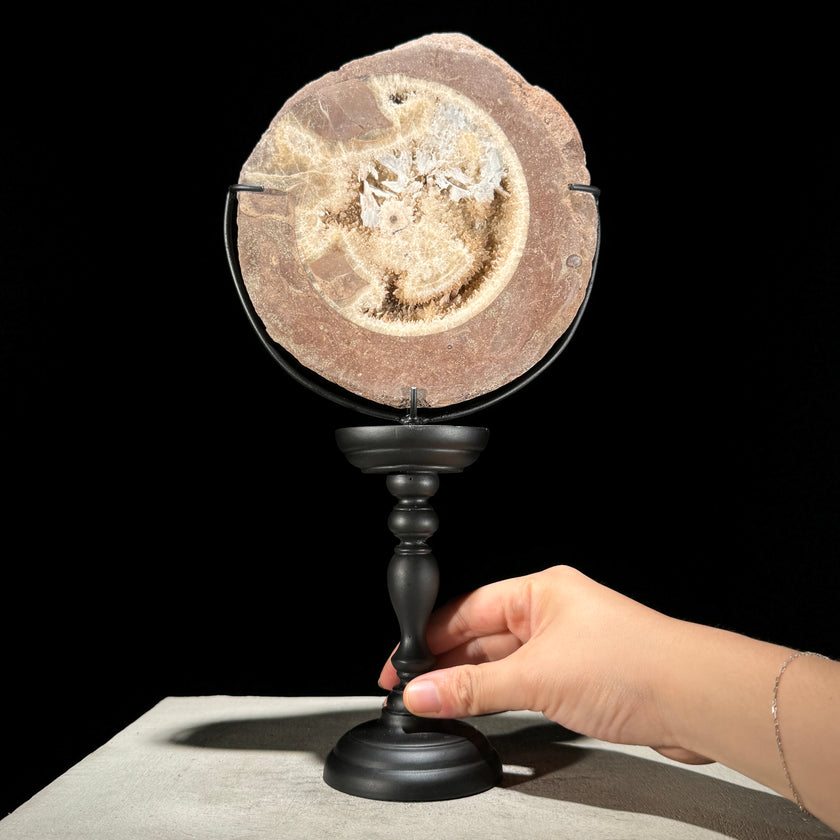 Ammonite on stand -Z2/371