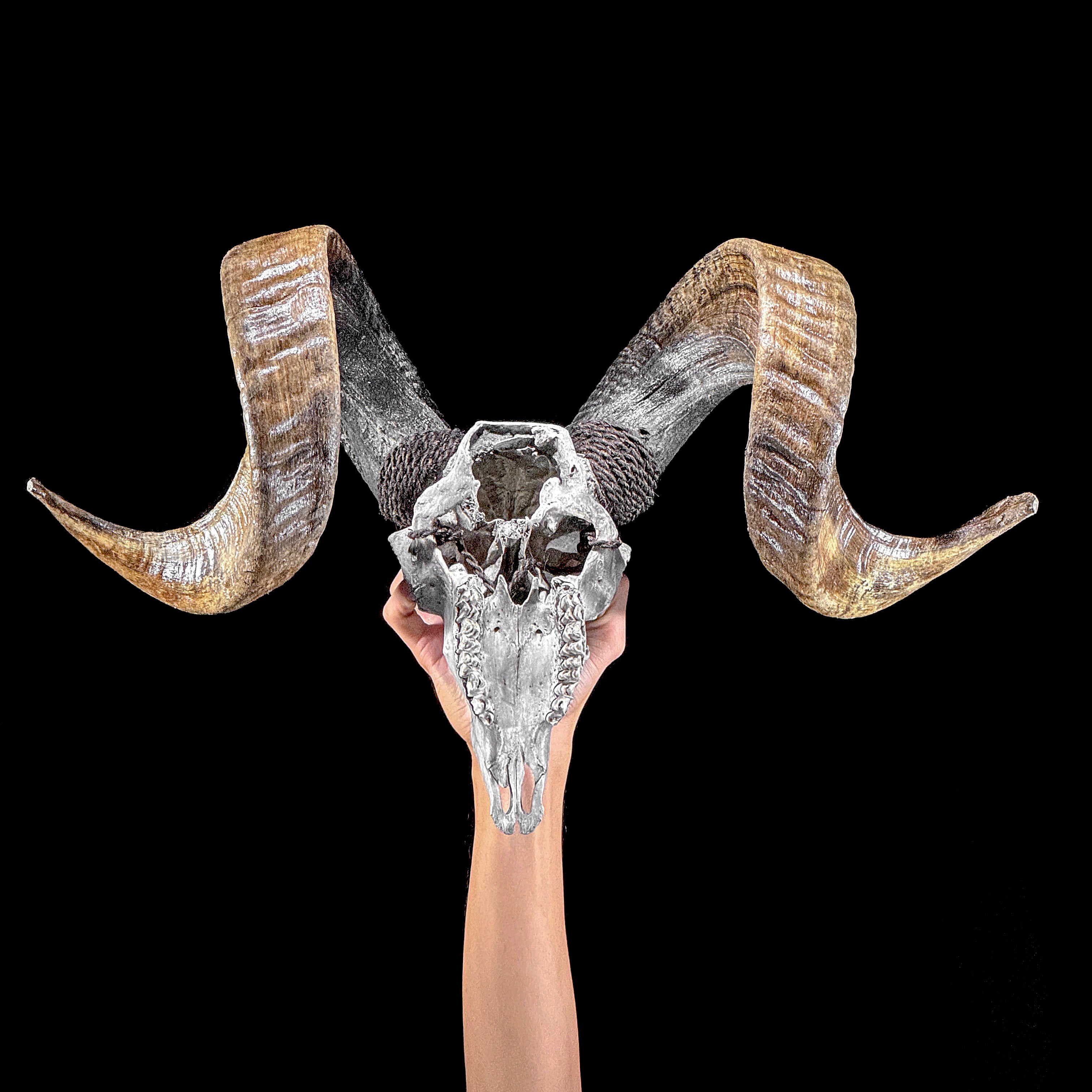 Carved Ram Skull with Flower Of life motif on stand - Skull,A/158