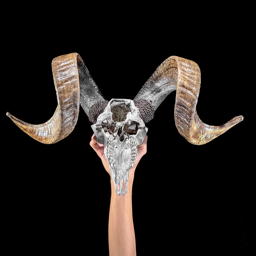 Carved Ram Skull with Flower Of life motif on stand - Skull,A/158