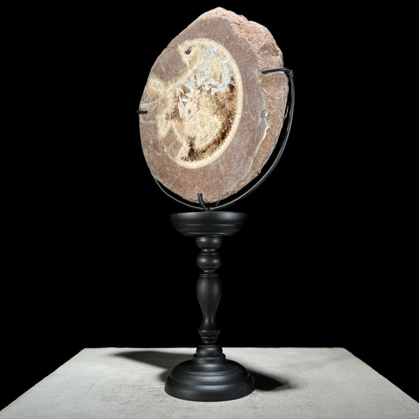 Ammonite on stand -Z2/371