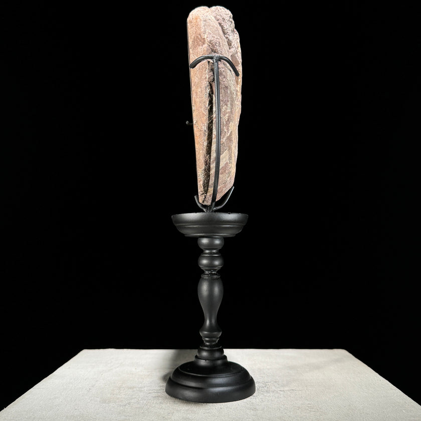 Ammonite on stand -Z2/371