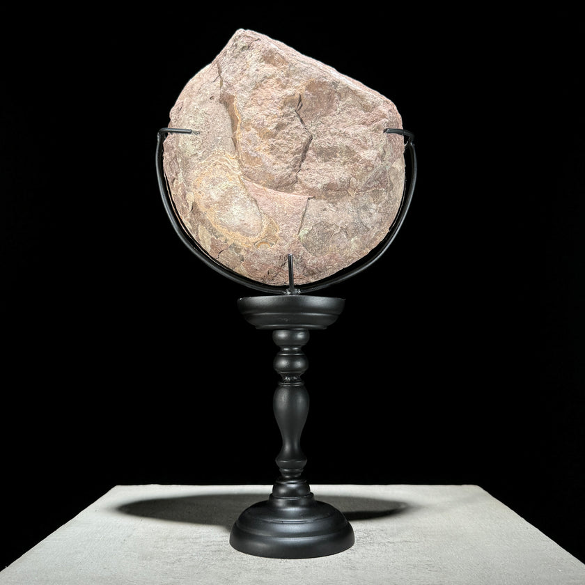 Ammonite on stand -Z2/371