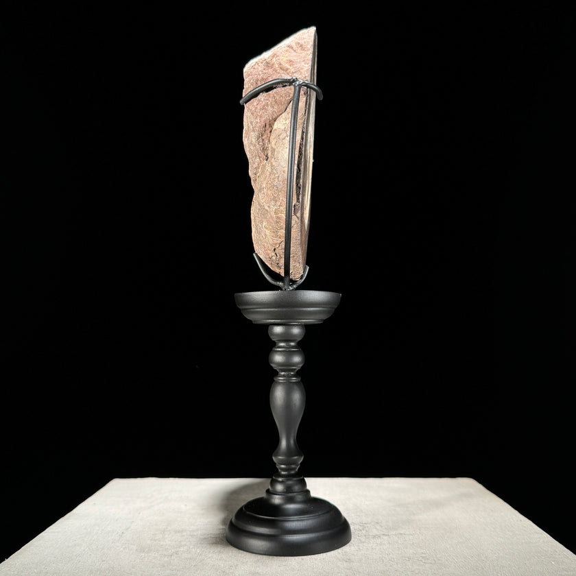 Ammonite on stand -Z2/371