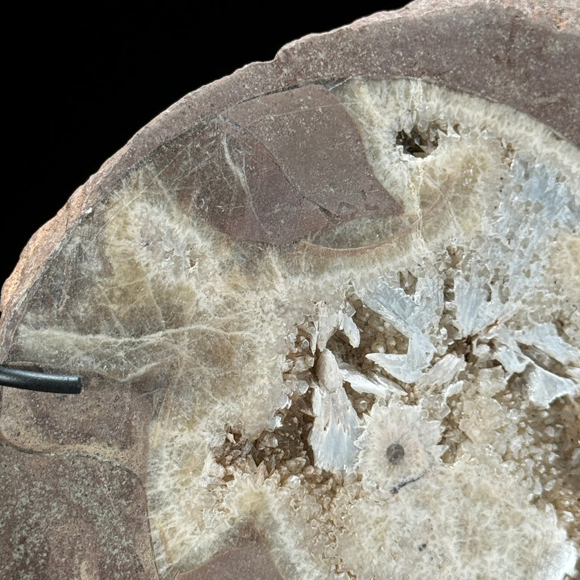 Ammonite on stand -Z2/371