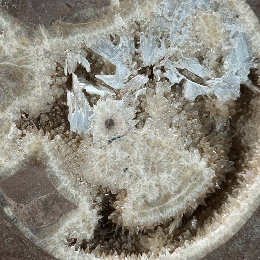Ammonite on stand -Z2/371