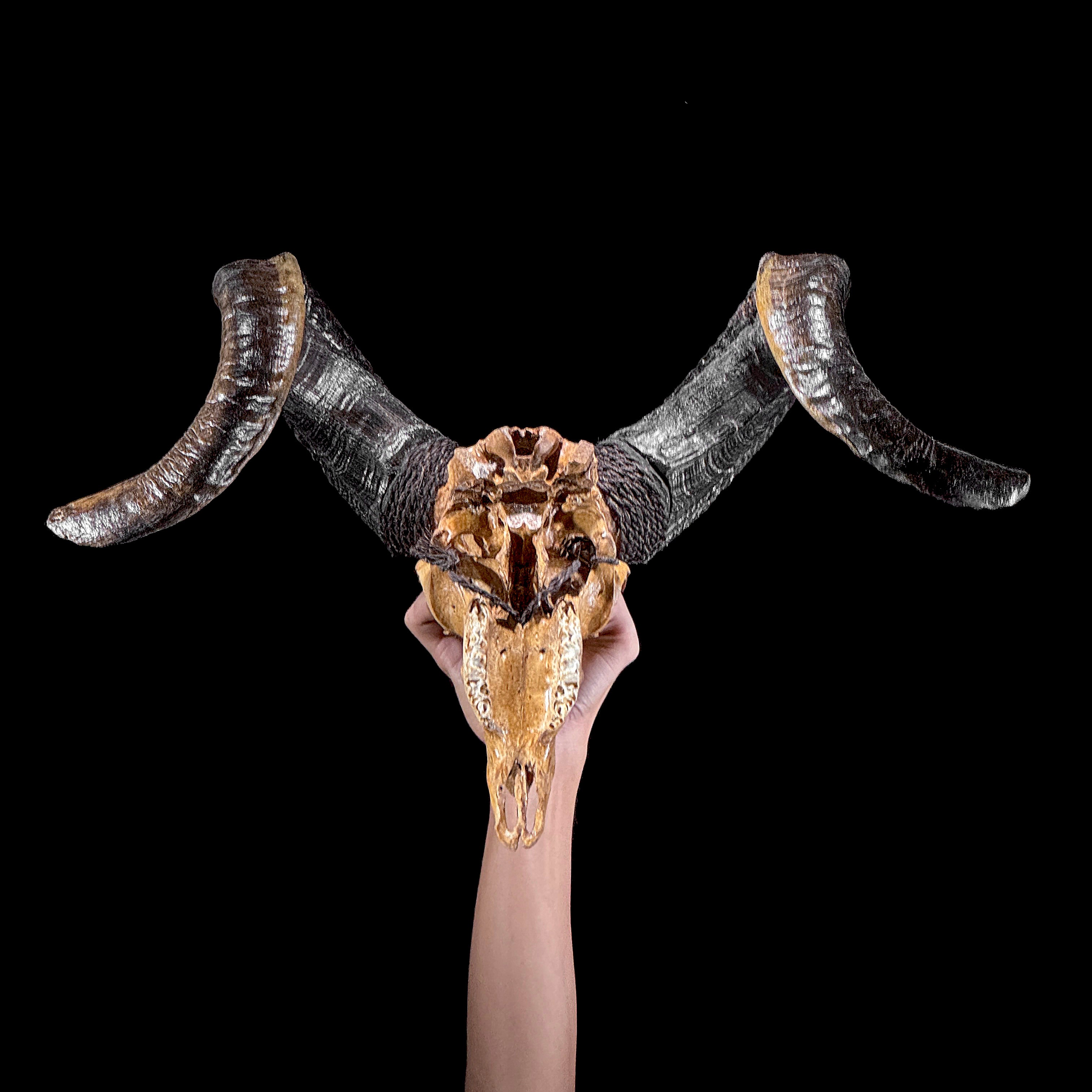 Carved Ram Skull with Big Lotus motif on stand - Skull,A/161