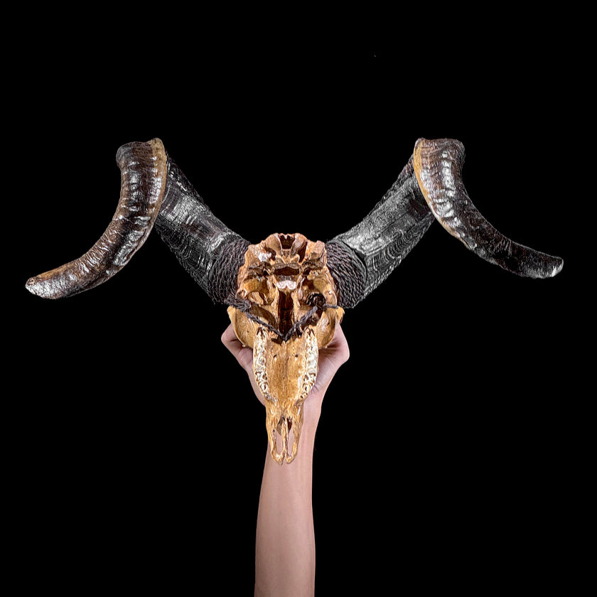 Carved Ram Skull with Big Lotus motif on stand - Skull,A/161