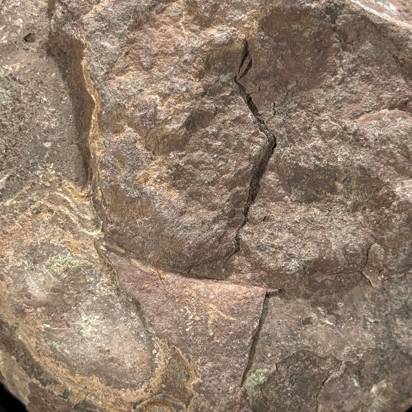 Ammonite on stand -Z2/371