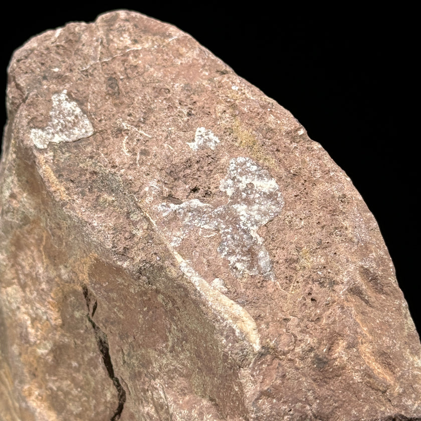 Ammonite on stand -Z2/371