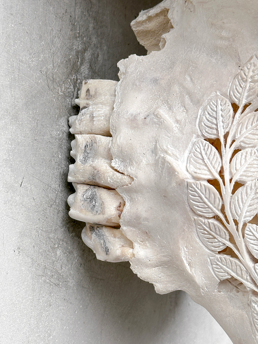 Caved Waterbuffalo Skulls with Flower Mandala Carving Skull,A/170