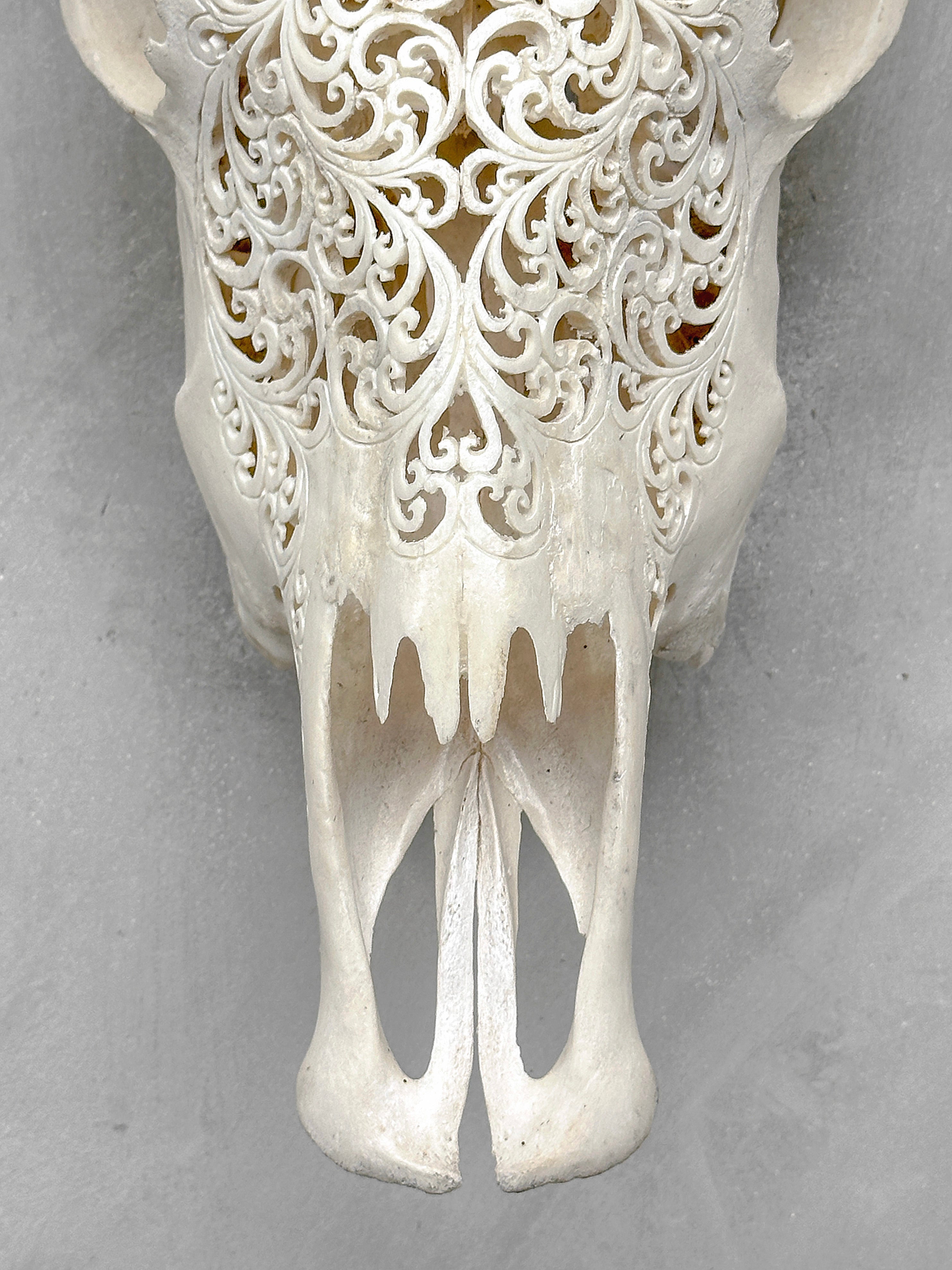 White Carved Cow Skull With Turqoise Accents - Star mandala motif | Skull,A/138