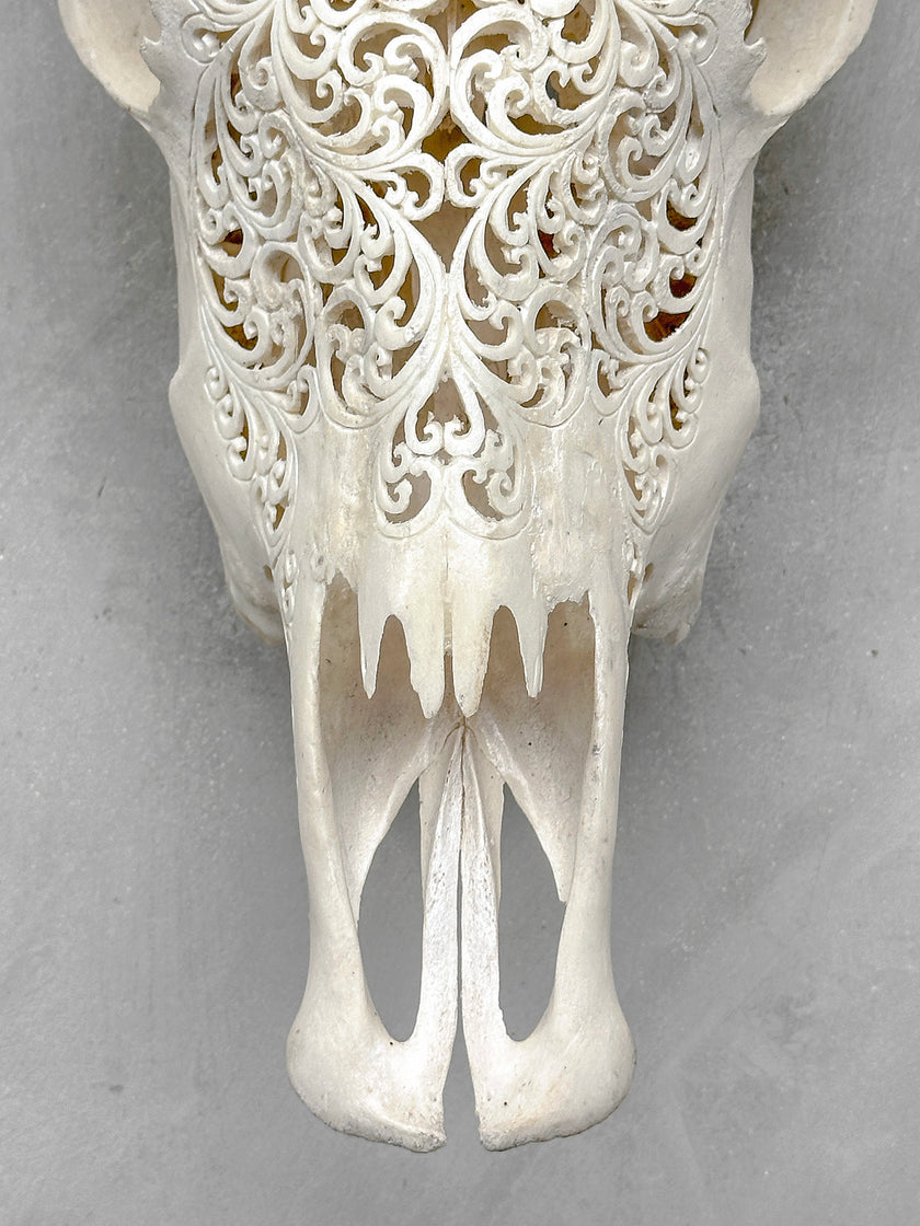 White Carved Cow Skull With Turqoise Accents - Star mandala motif | Skull,A/138