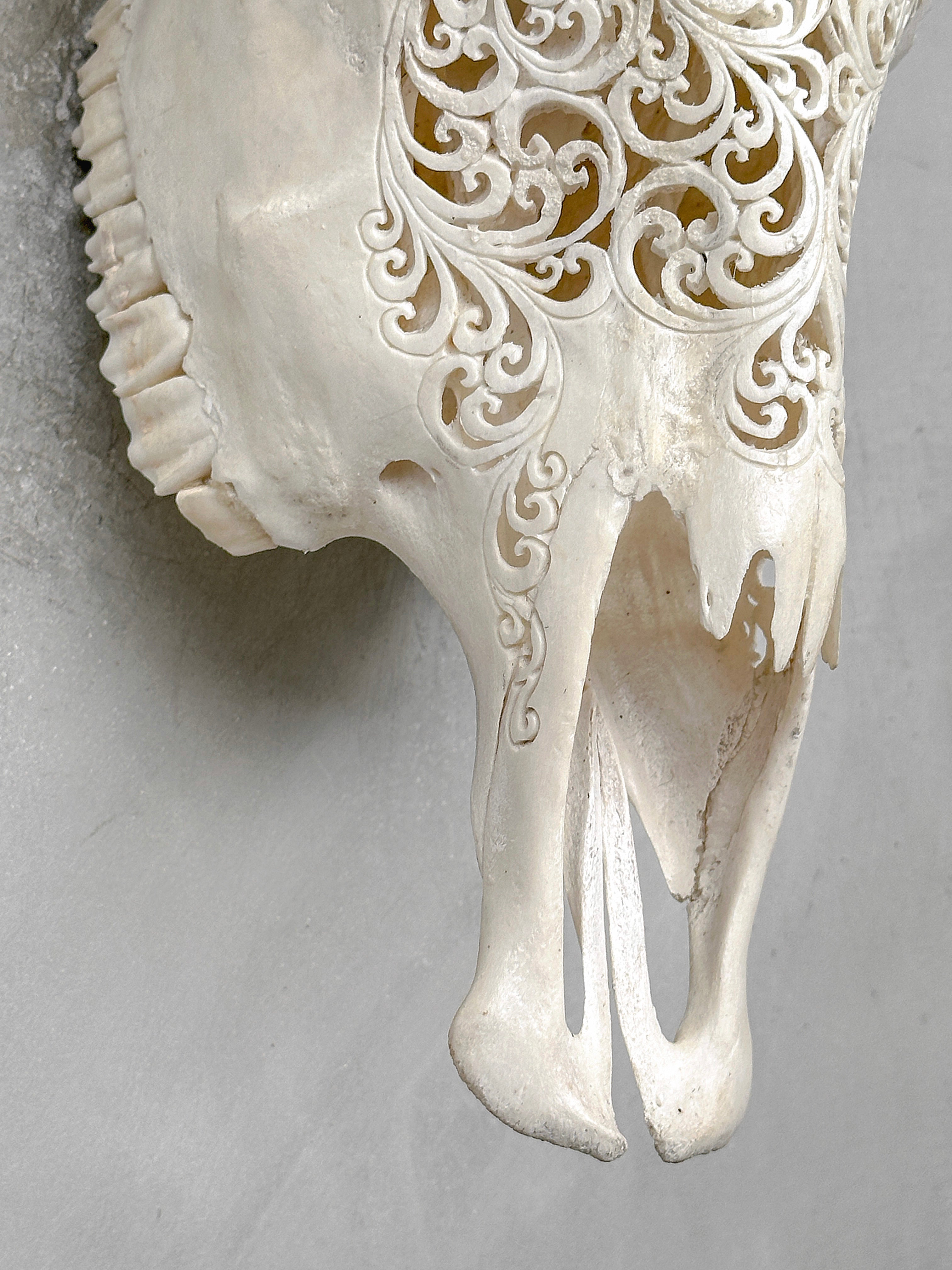 White Carved Cow Skull With Turqoise Accents - Star mandala motif | Skull,A/138
