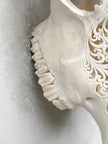 White Carved Cow Skull With Turqoise Accents - Star mandala motif | Skull,A/138