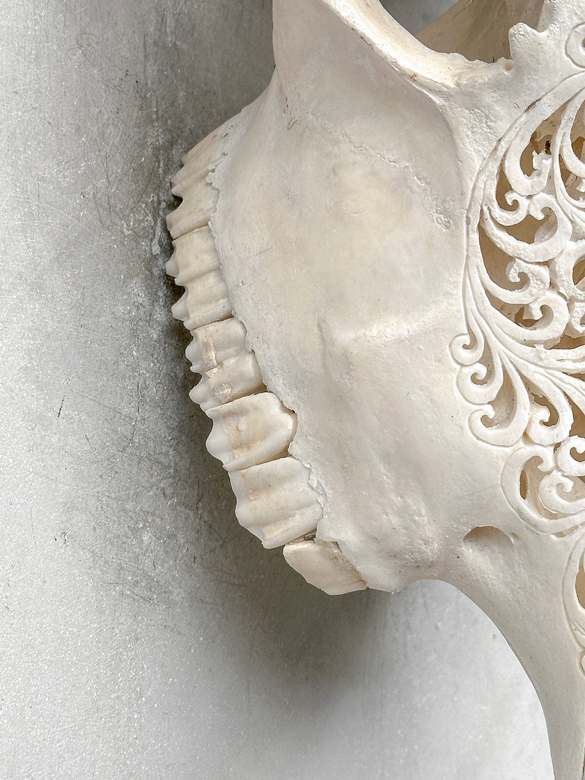White Carved Cow Skull With Turqoise Accents - Star mandala motif | Skull,A/138