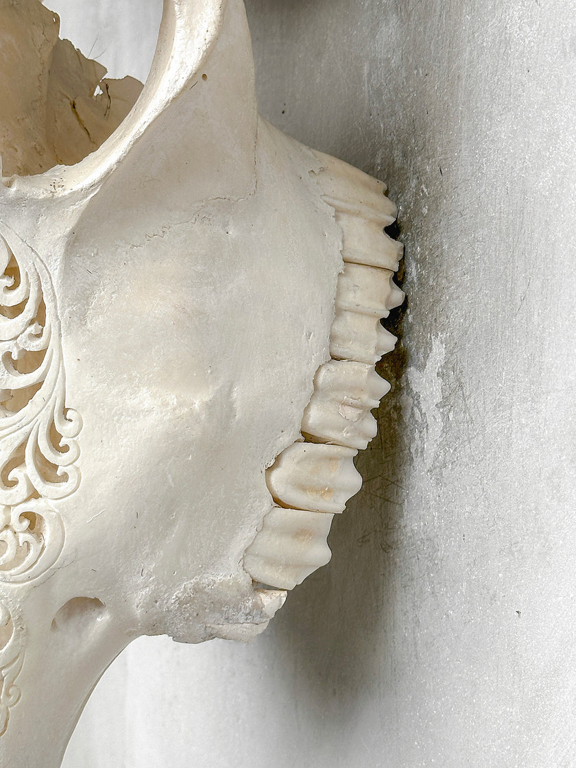 White Carved Cow Skull With Turqoise Accents - Star mandala motif | Skull,A/138