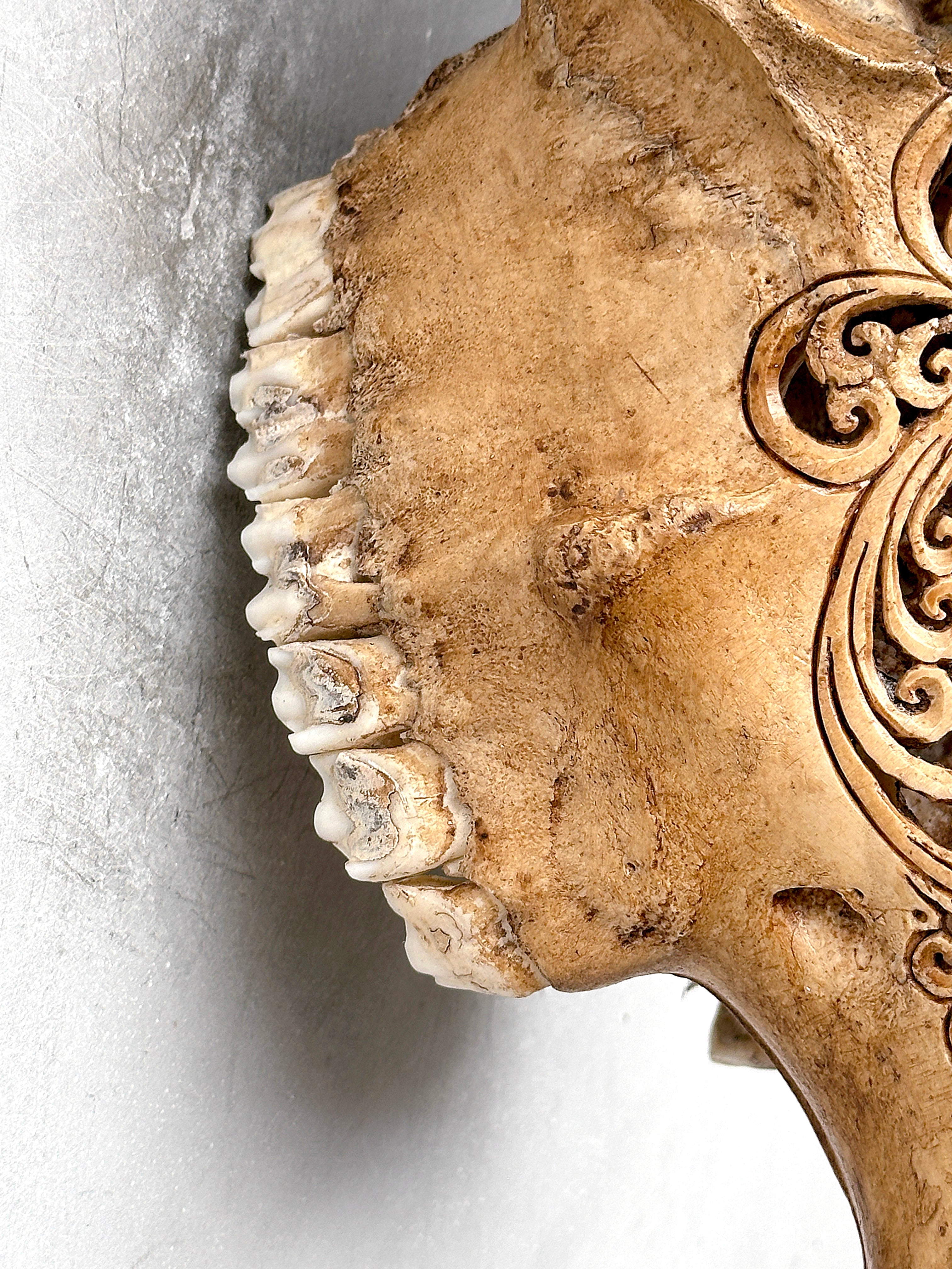 Brown Carved Cow Skull With Turqoise Accents - Star Mandala motif | Skull,A/142