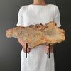 Beautiful Slice of Petrified Wood on stand PetW/094