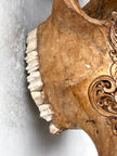 Brown Carved Cow Skull With Turqoise Accents - Ketupat motif | Skull,A/141