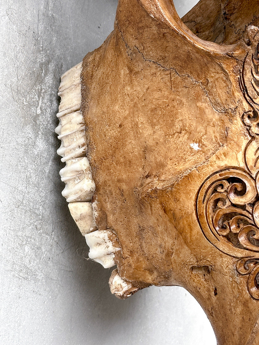 Brown Carved Cow Skull With Turqoise Accents - Ketupat motif | Skull,A/141
