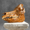 Carved Wild Boar Tribal carving N1/047