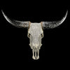 Grey Carved Buffalo Skull – Fern Motif | Real Bone Wall Art with Horns | Tribal Skull Decor | Handmade & Ethically Sourced from Bali - Skull,A/111